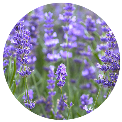 Essential Oil Infused Towels